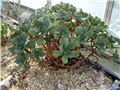 Aeonium haworthii